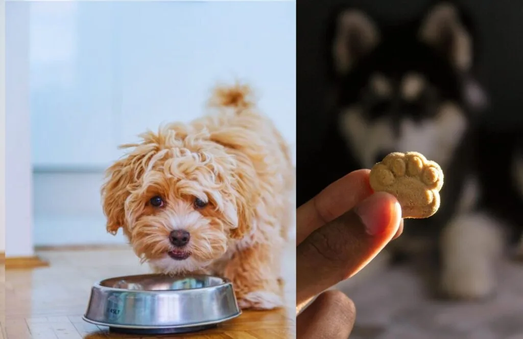 Do Poodles Have Sensitive Stomachs?