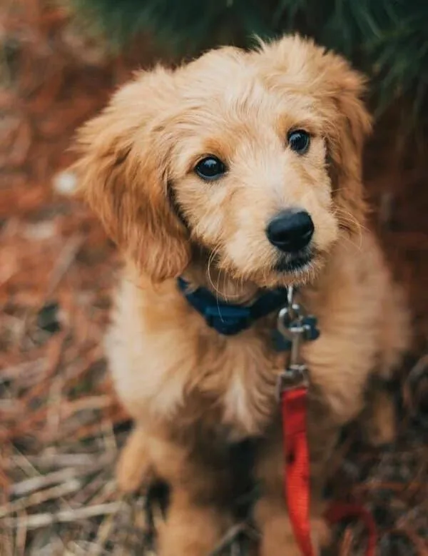 goldendoodle