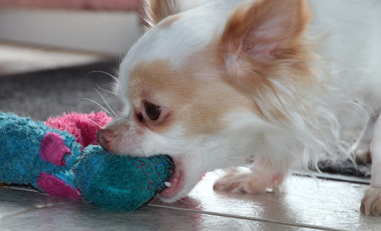 poodle biting