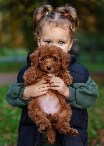 poodle human eyes