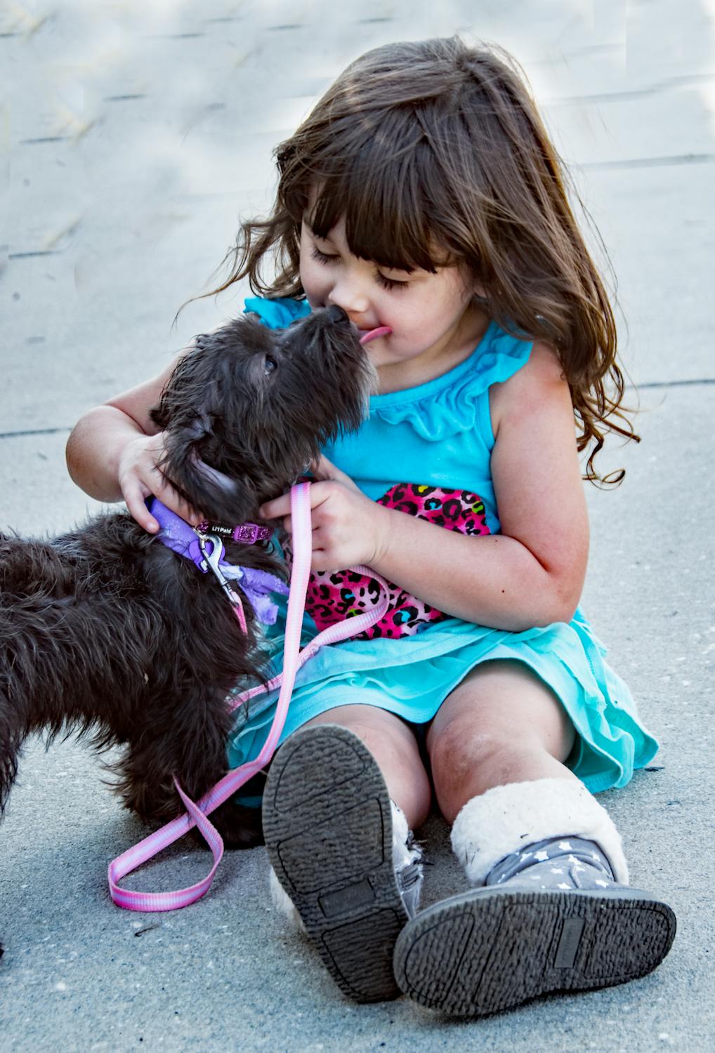 poodle hypoallergenic