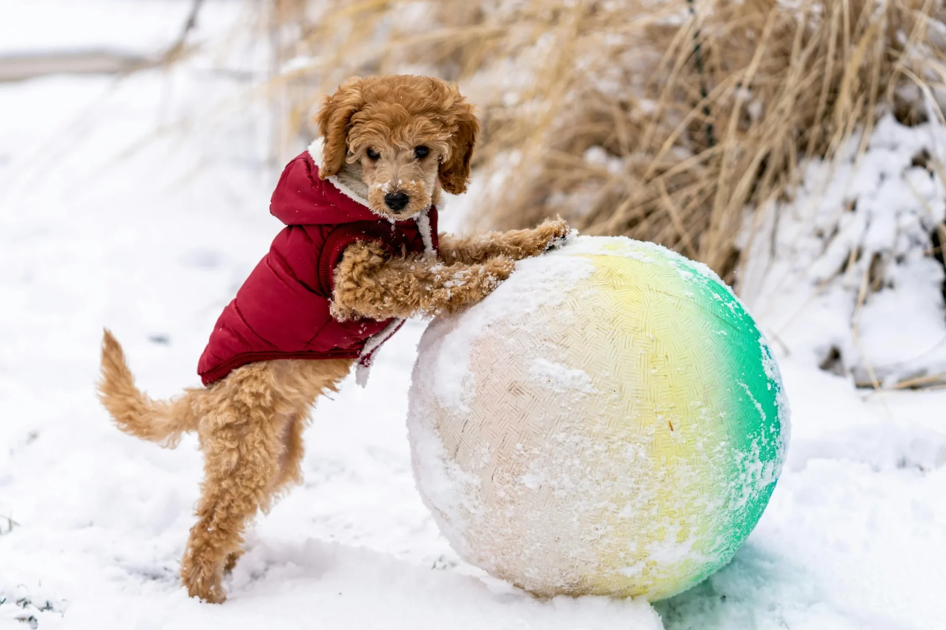 poodle in snow