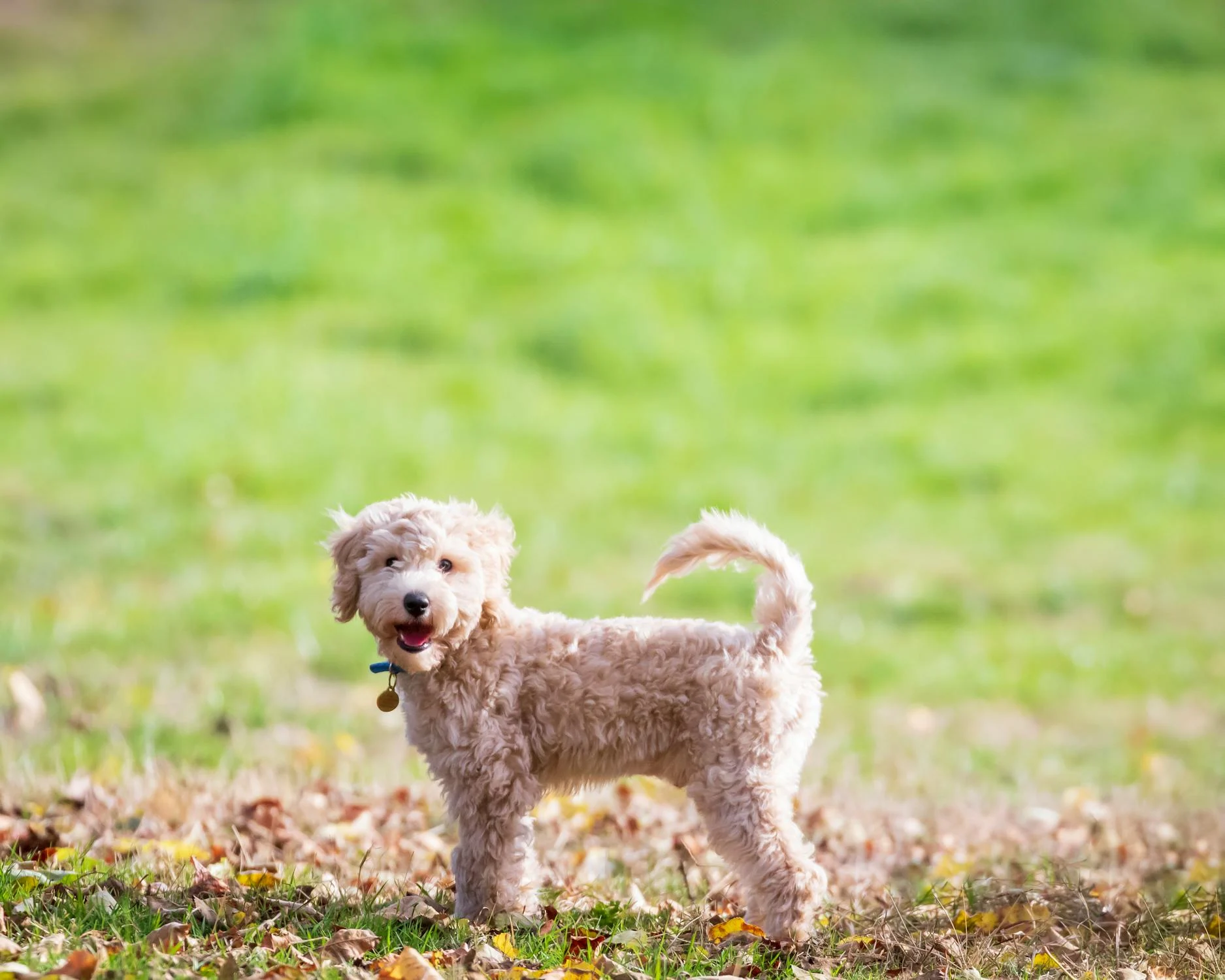 poodle tail