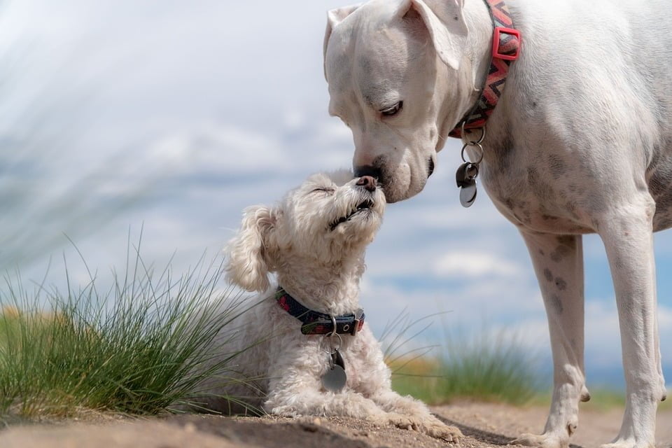 poodle and white boxer