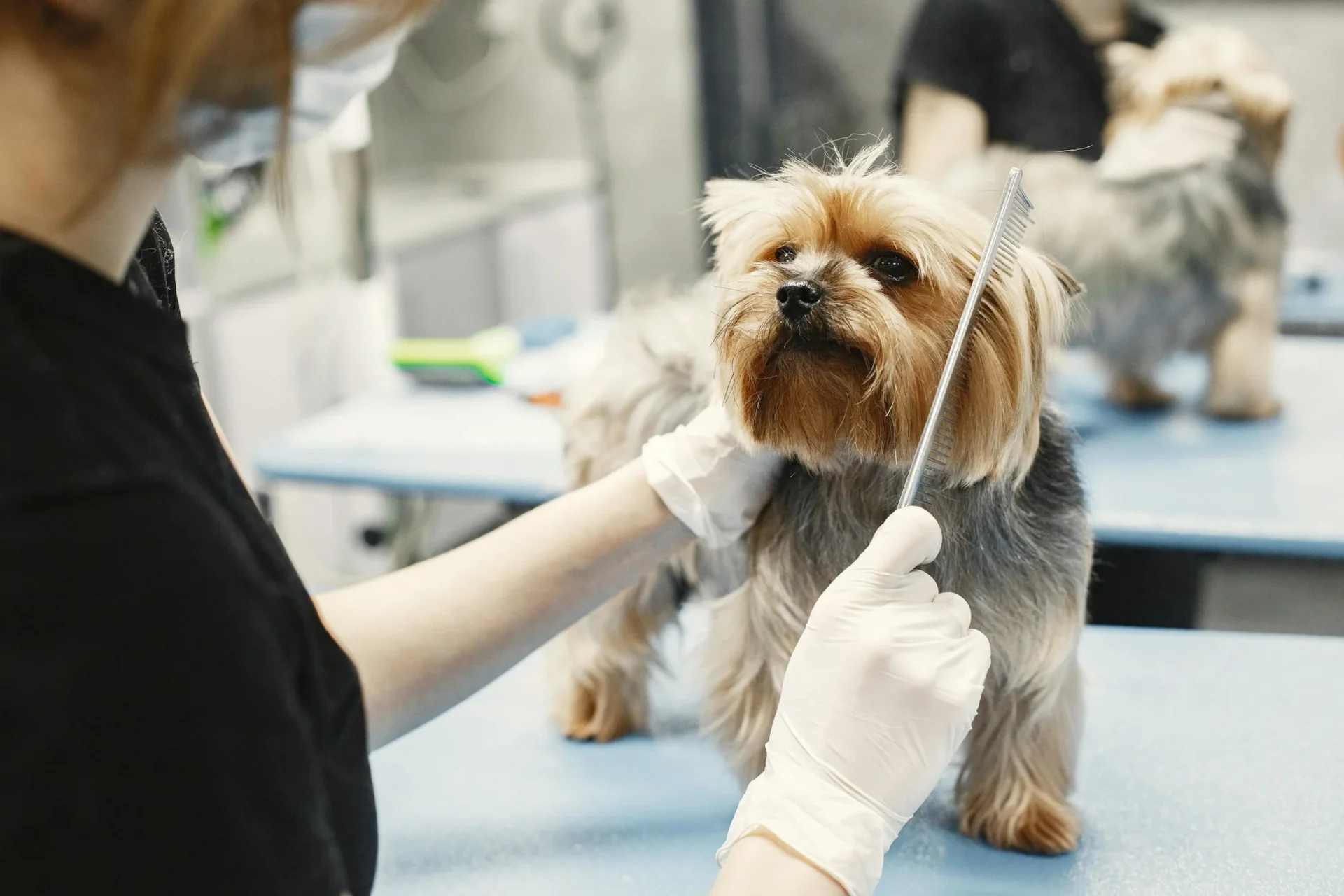 poodle grooming