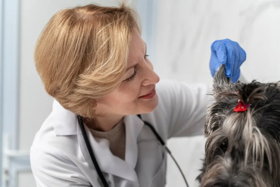 poodle fleas