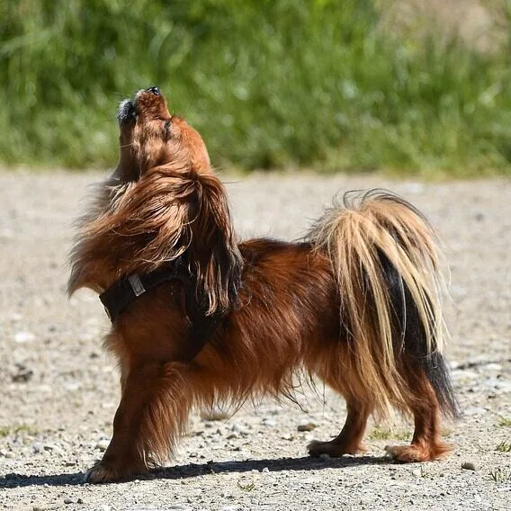 poodle howl