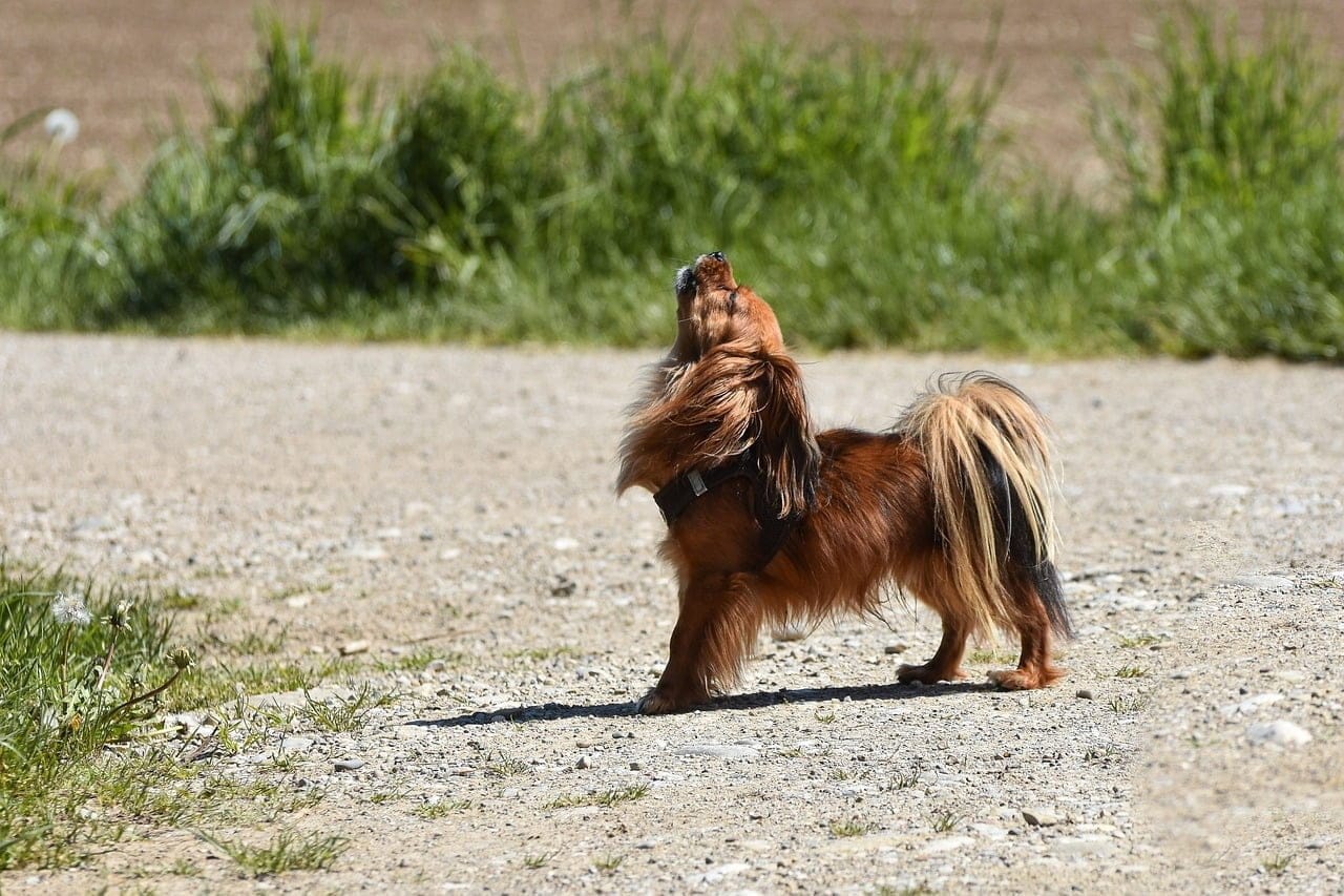 poodle howl