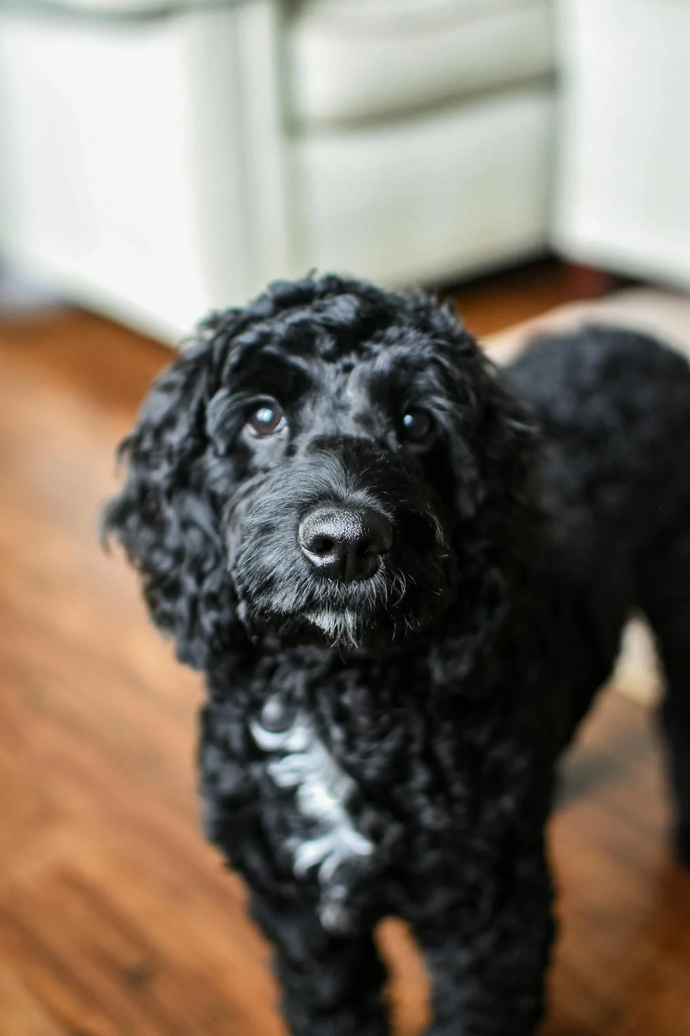 black poodle