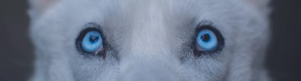 blue eyed dog