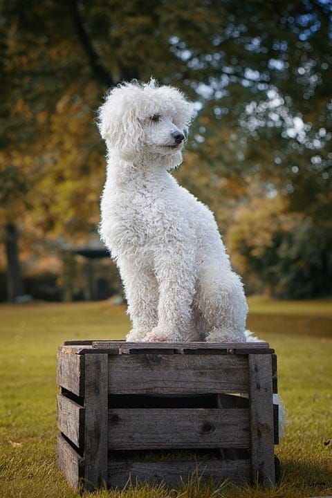 white poodle