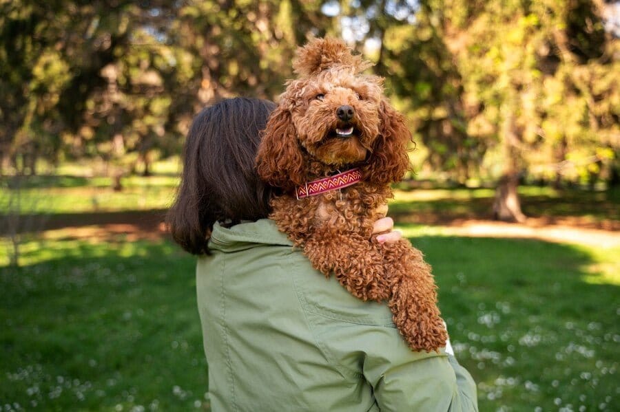 corded poodle