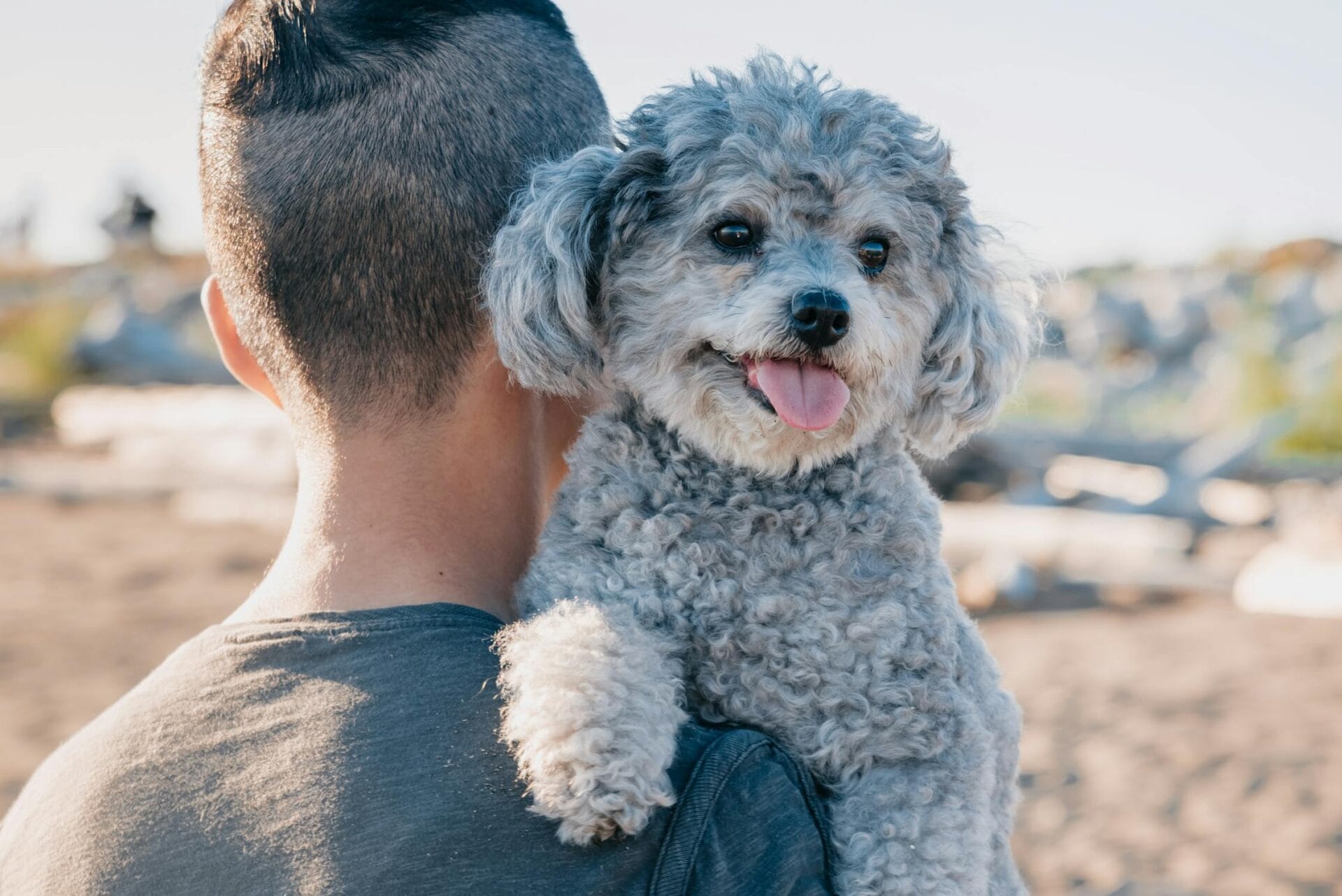 gray poodle