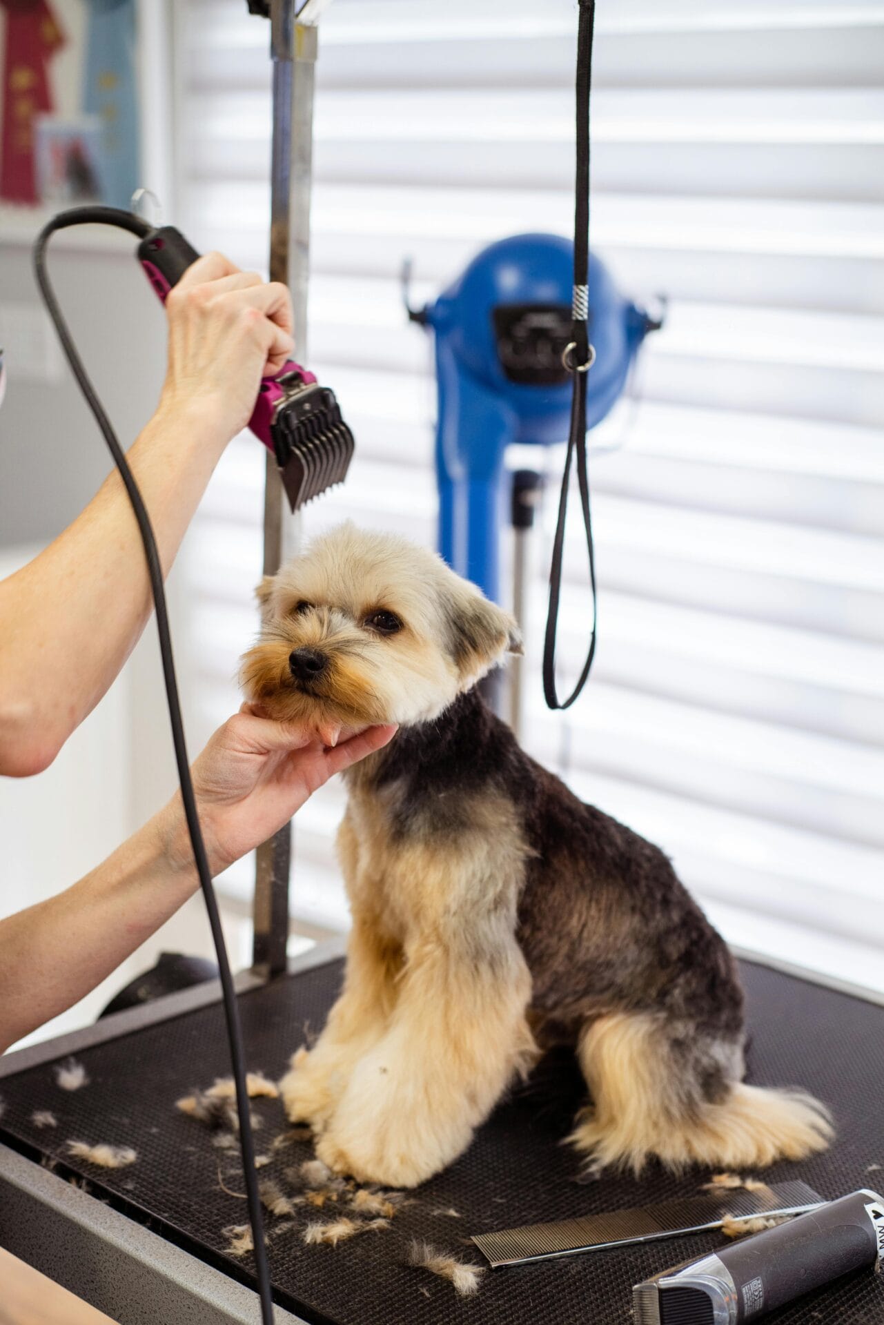 poodle grooming