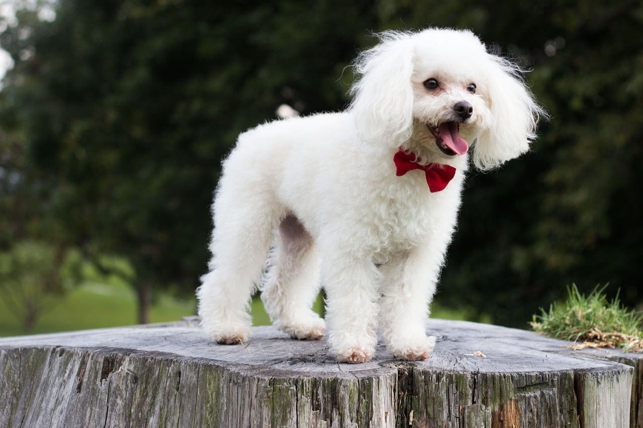 weird poodle