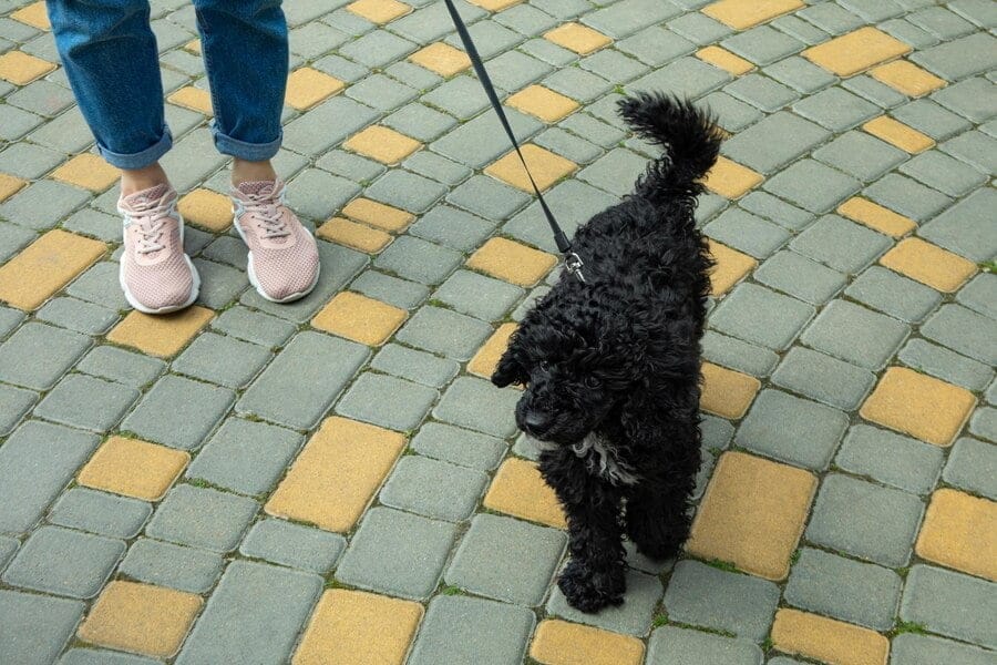 poodle as guide dogs