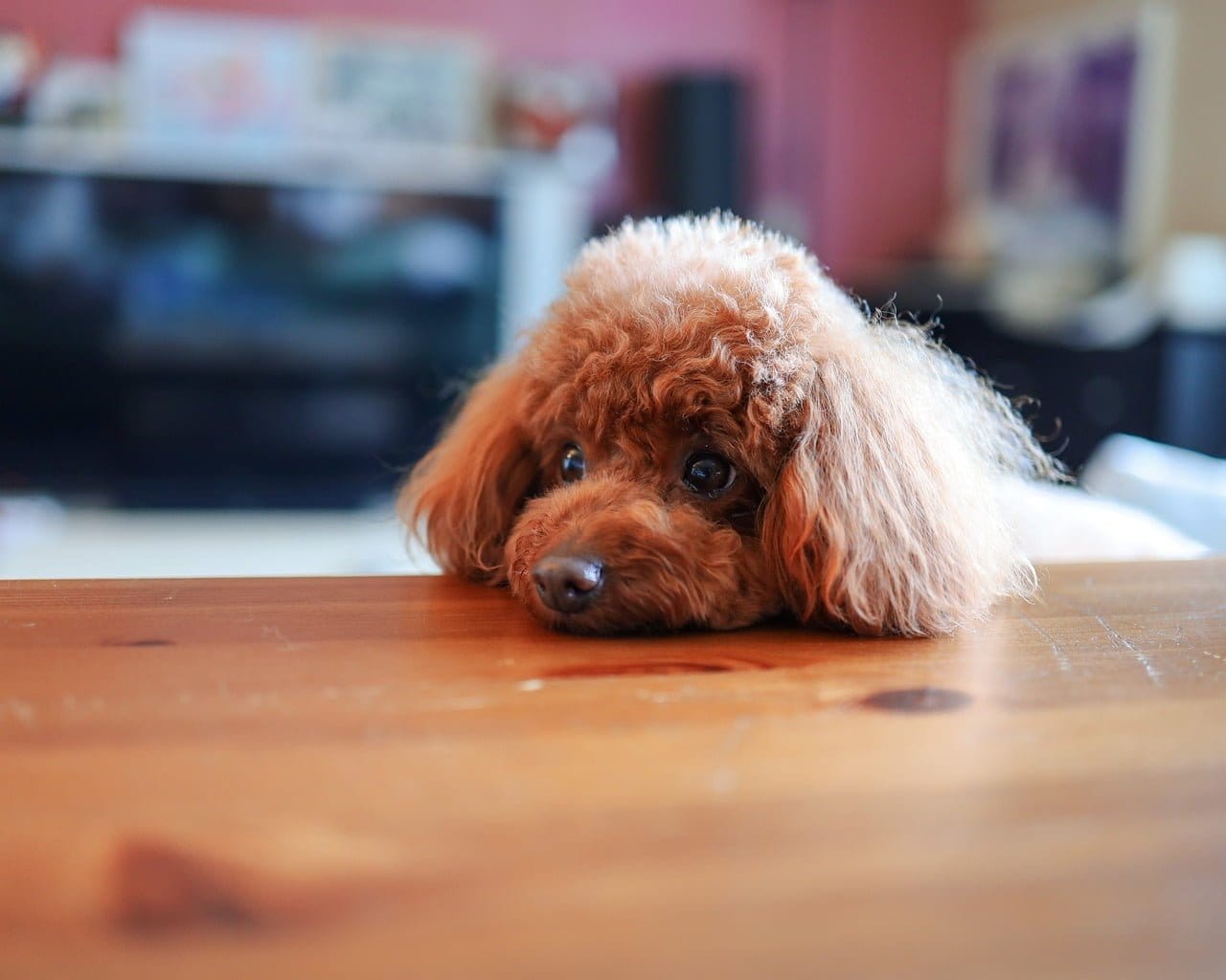 poodle bloated