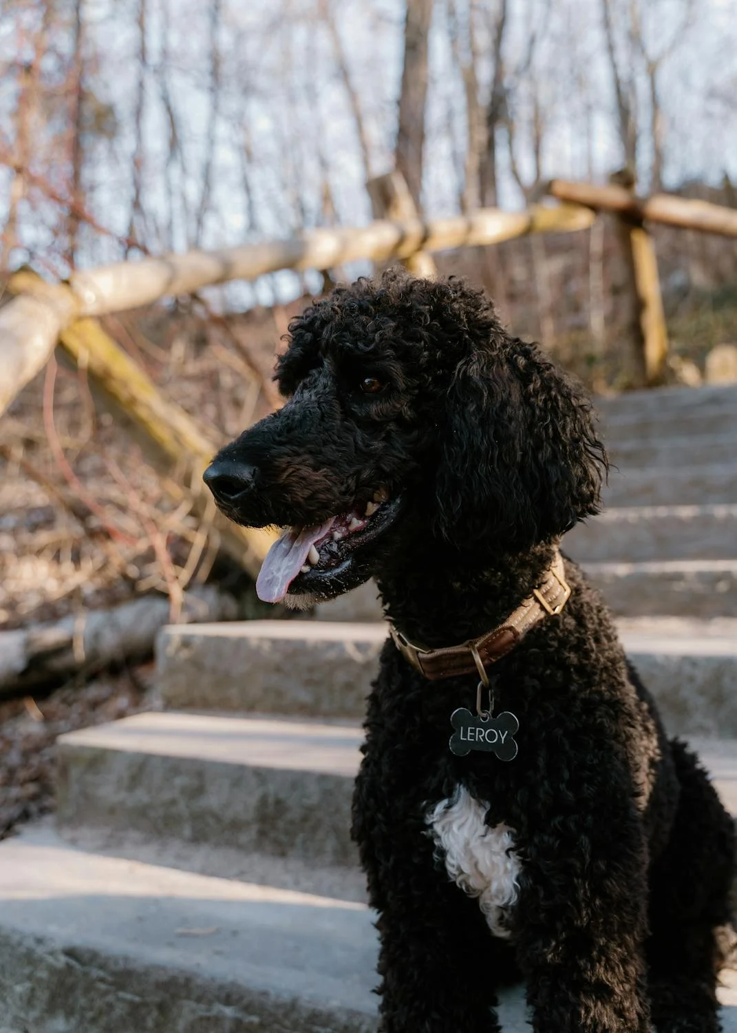 poodle clipping