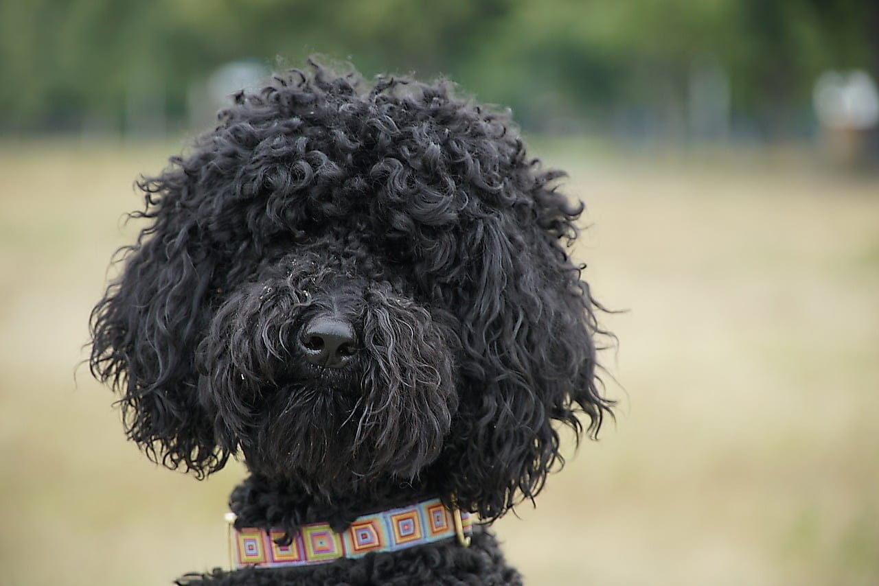 poodle dandruff