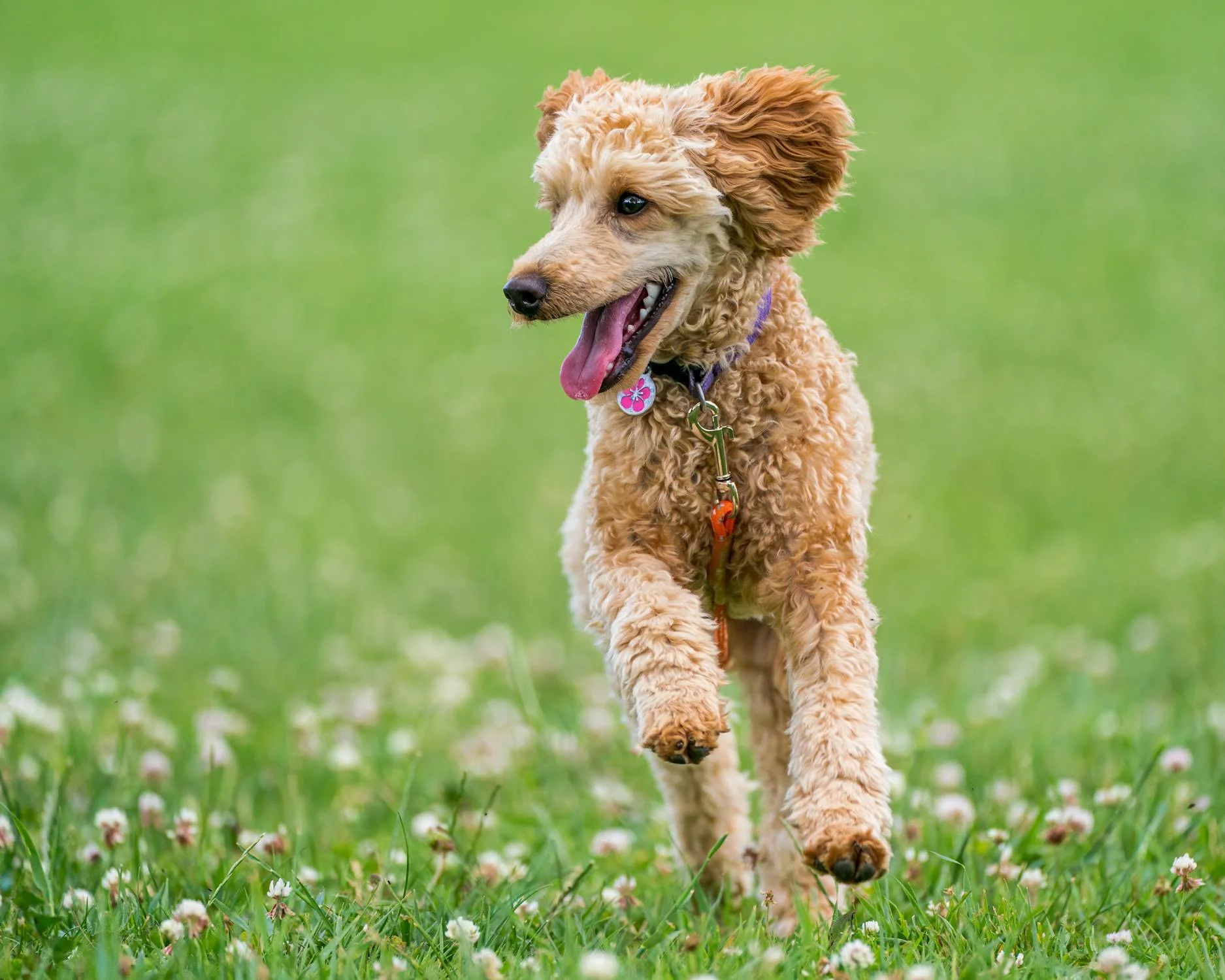 poodle energy