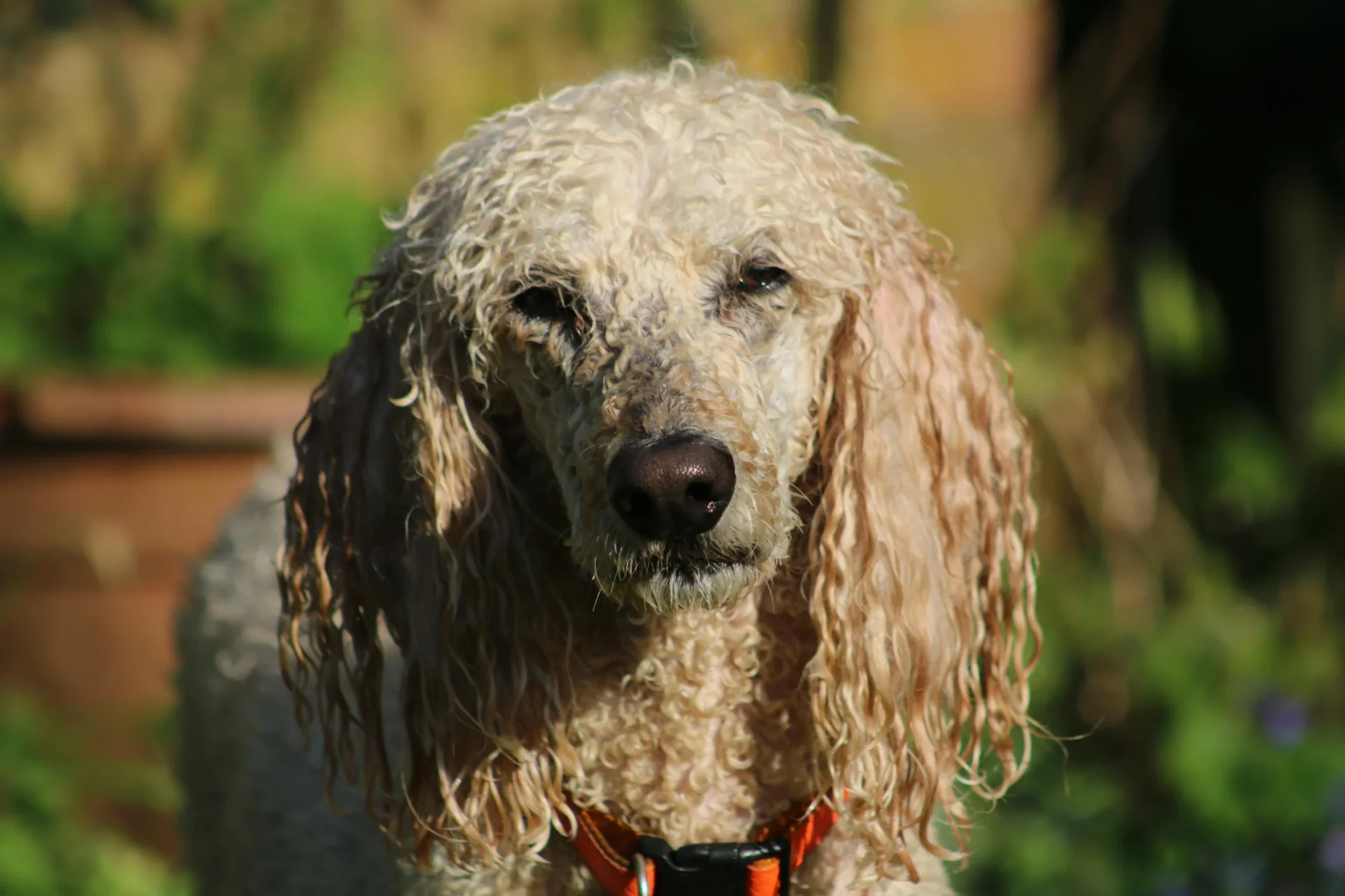 poodle tear stains