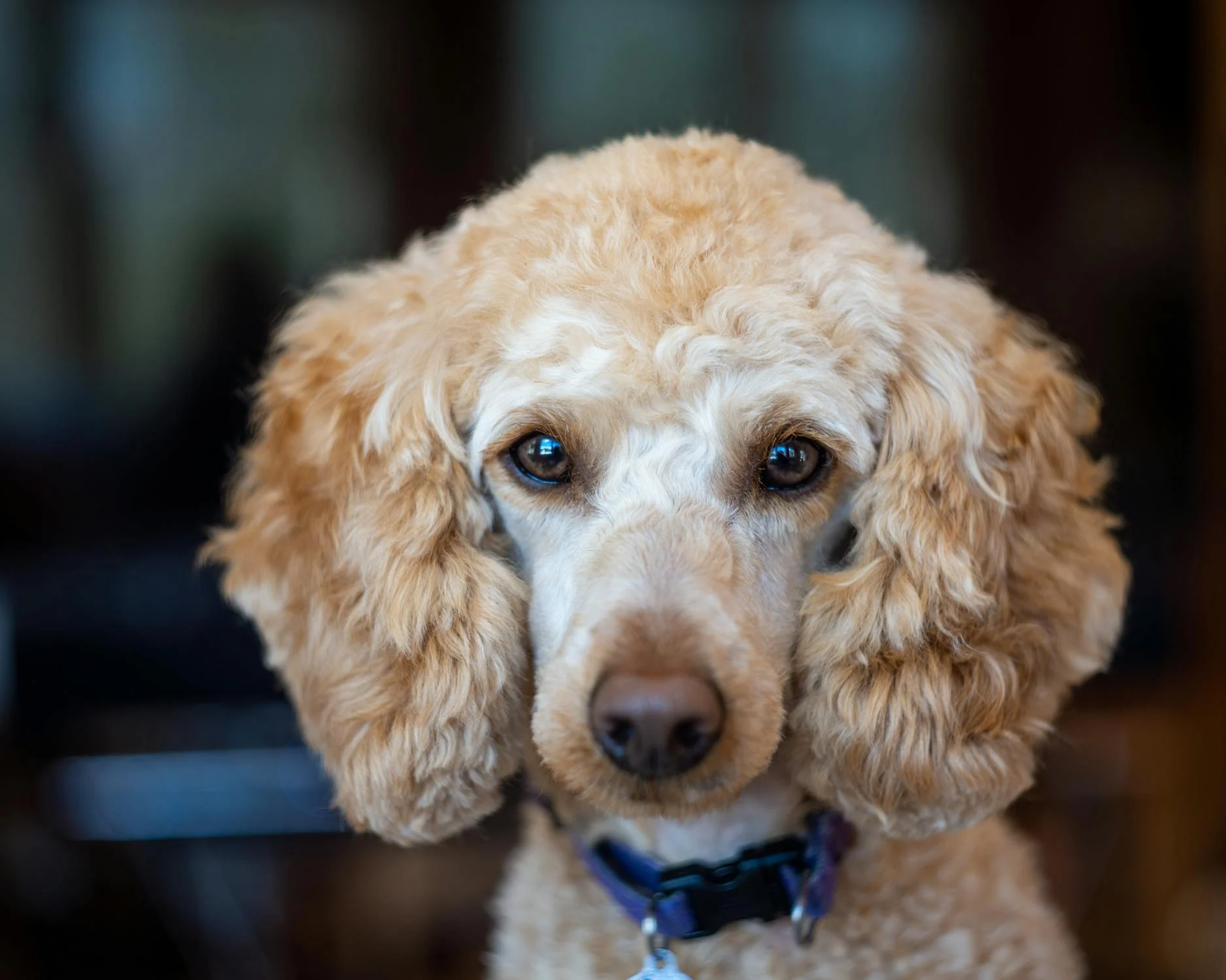 poodle eyes