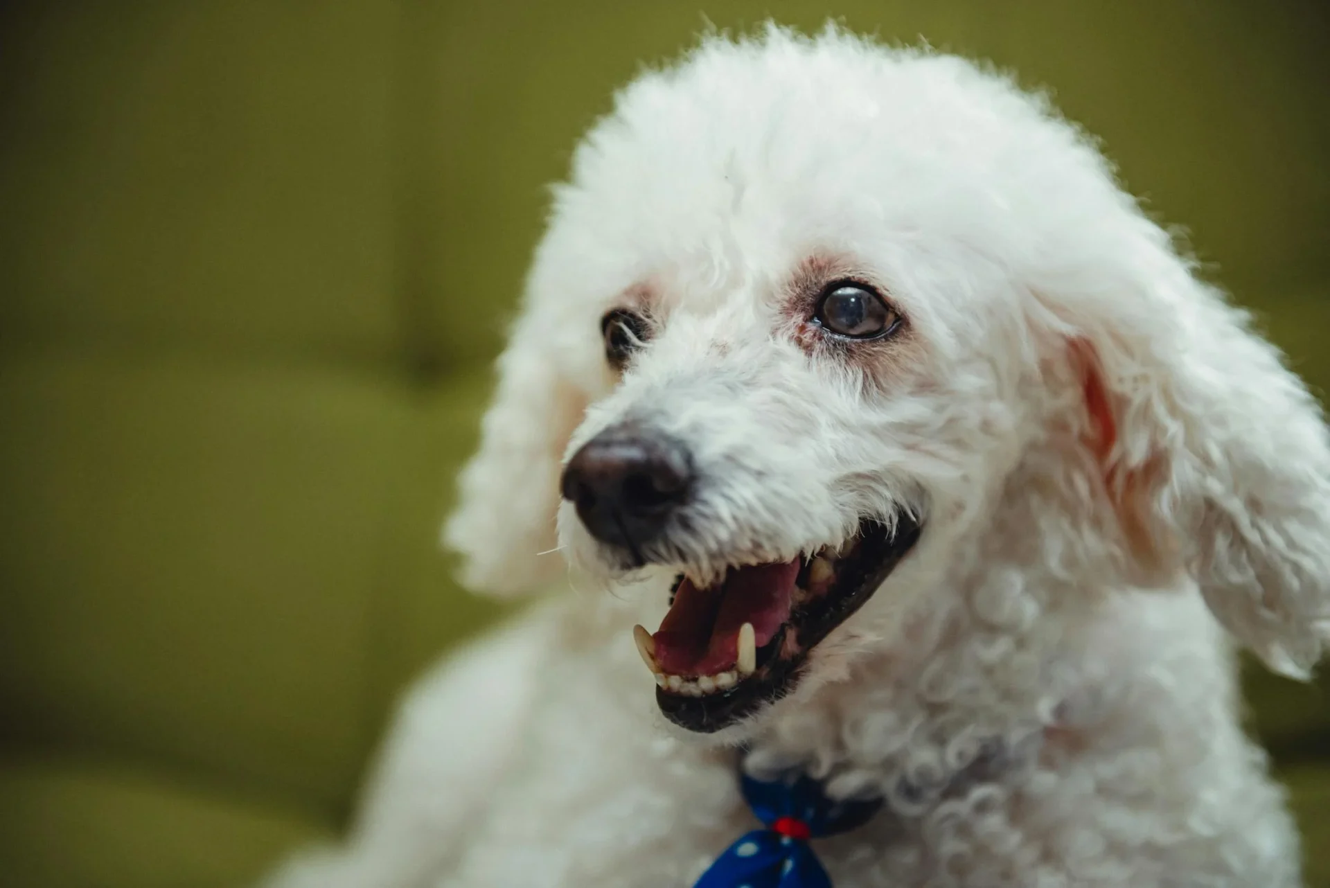 poodle eyes