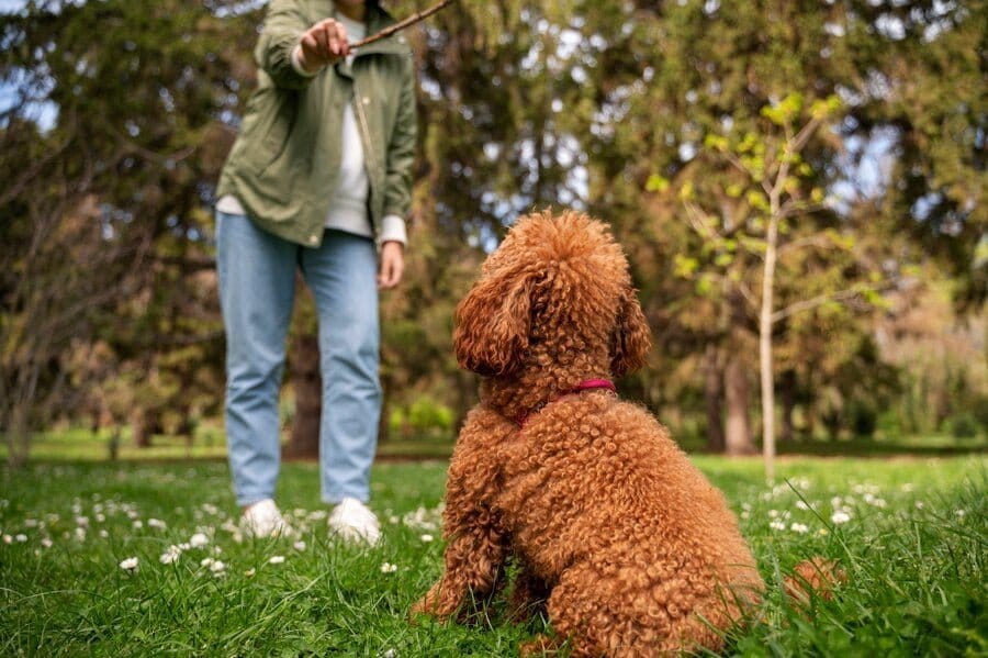 poodle fetch
