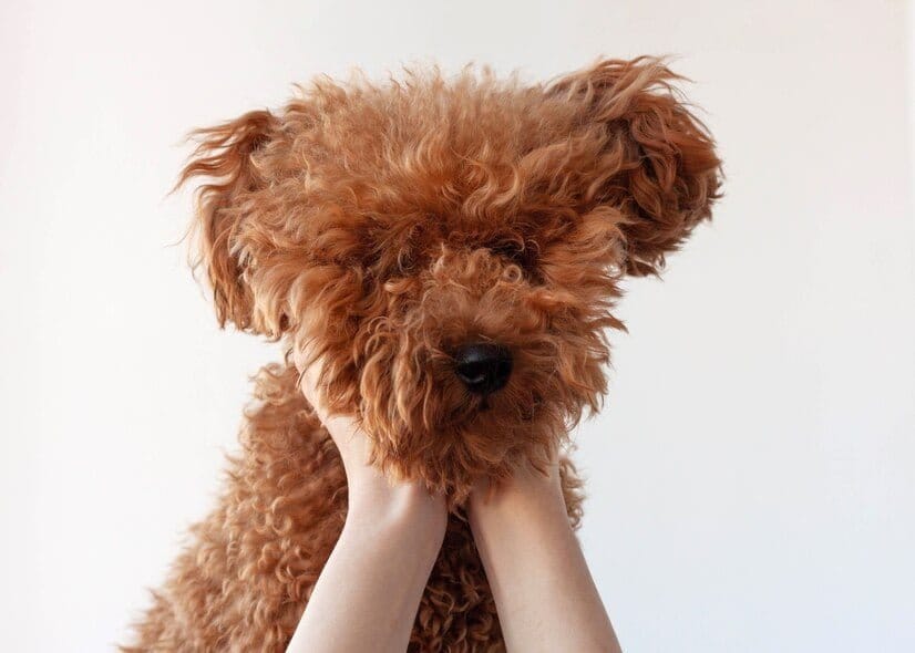 poodle hair