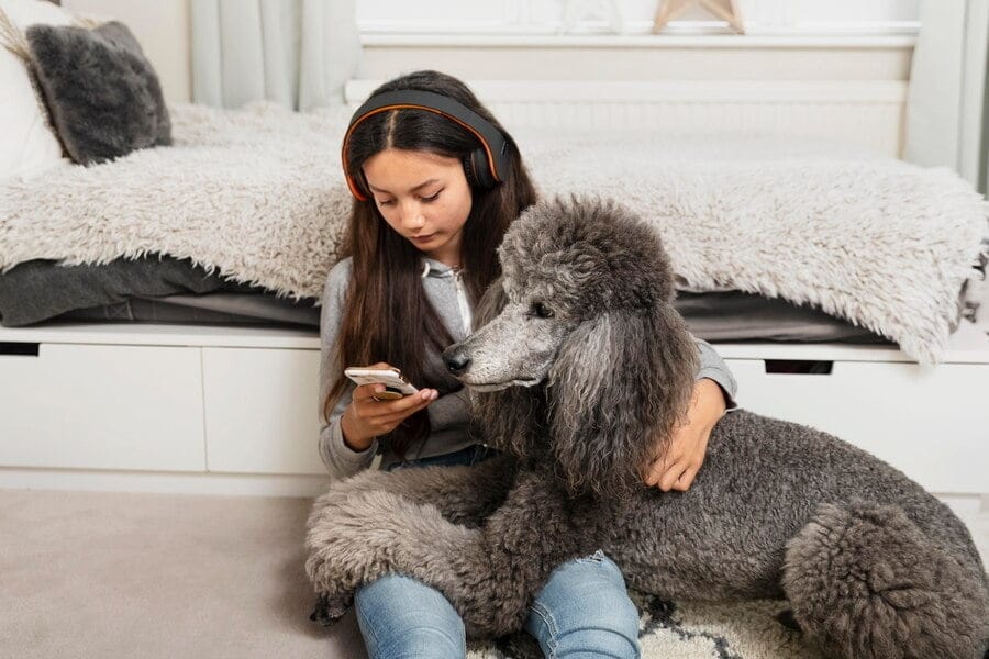 poodle home