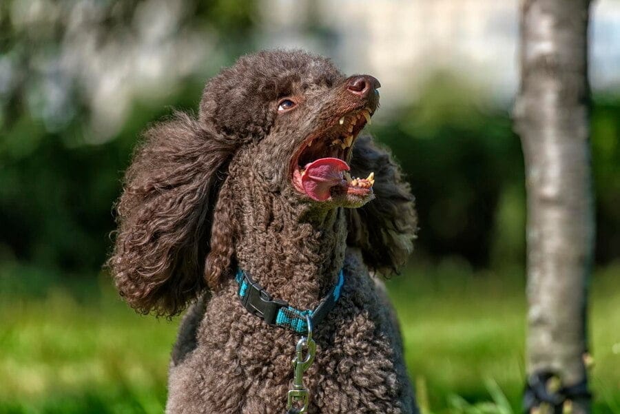 poodle hunting