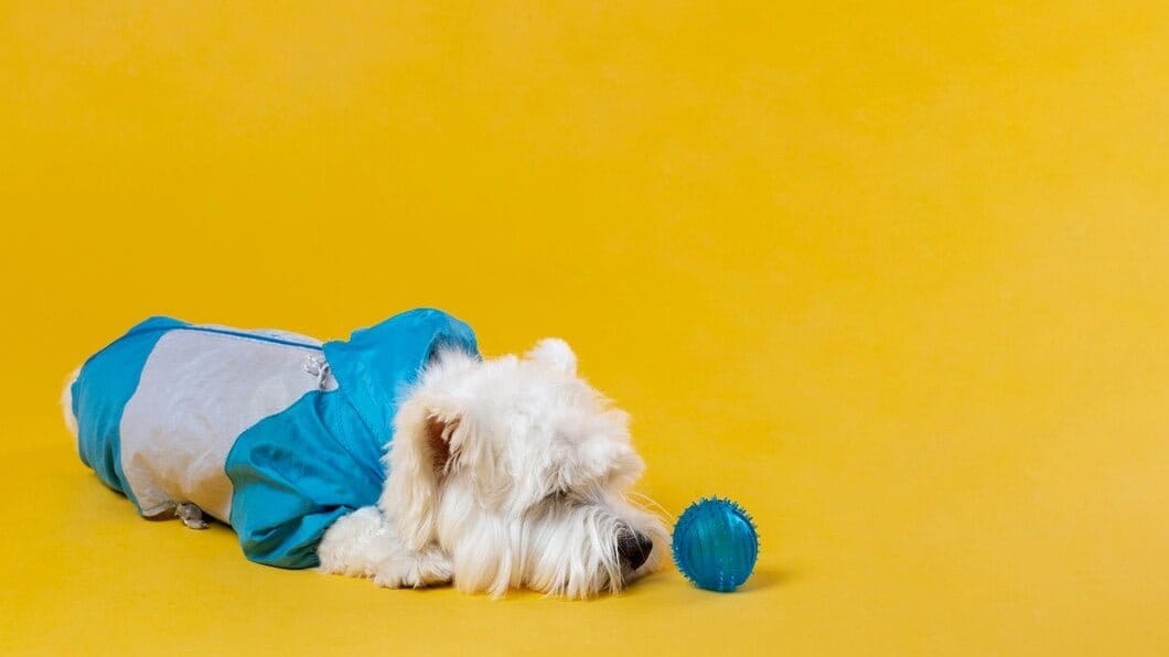 poodle in heat