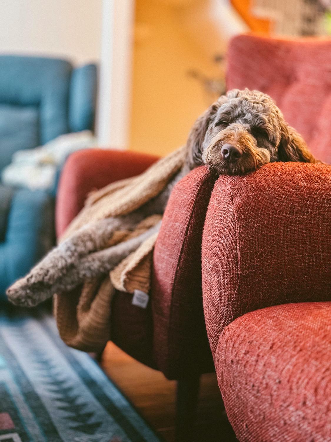 poodle in pain