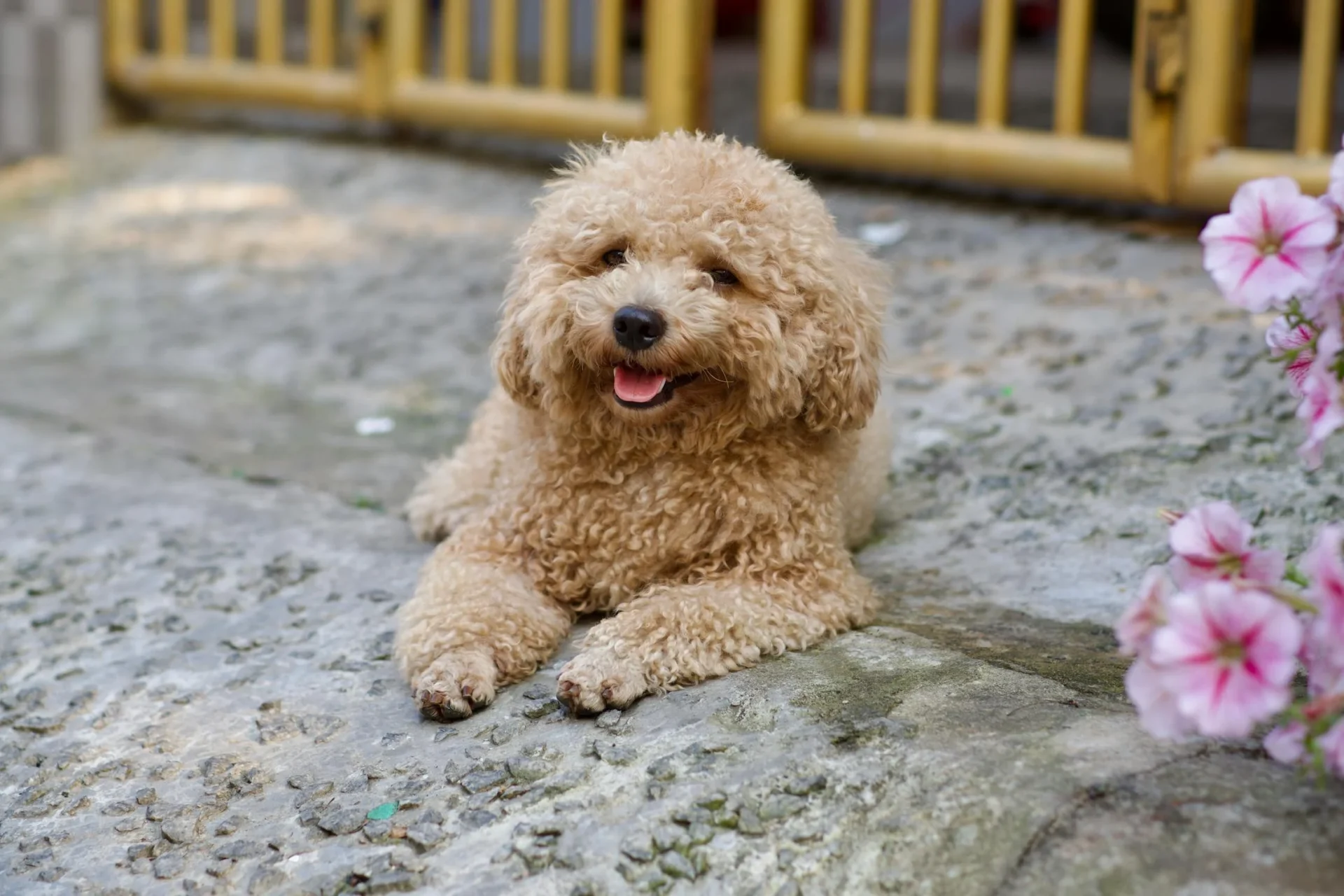 pregnant poodle