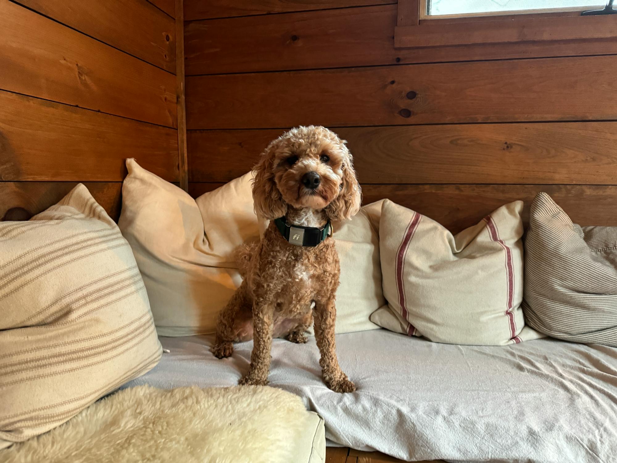 poodle long ears
