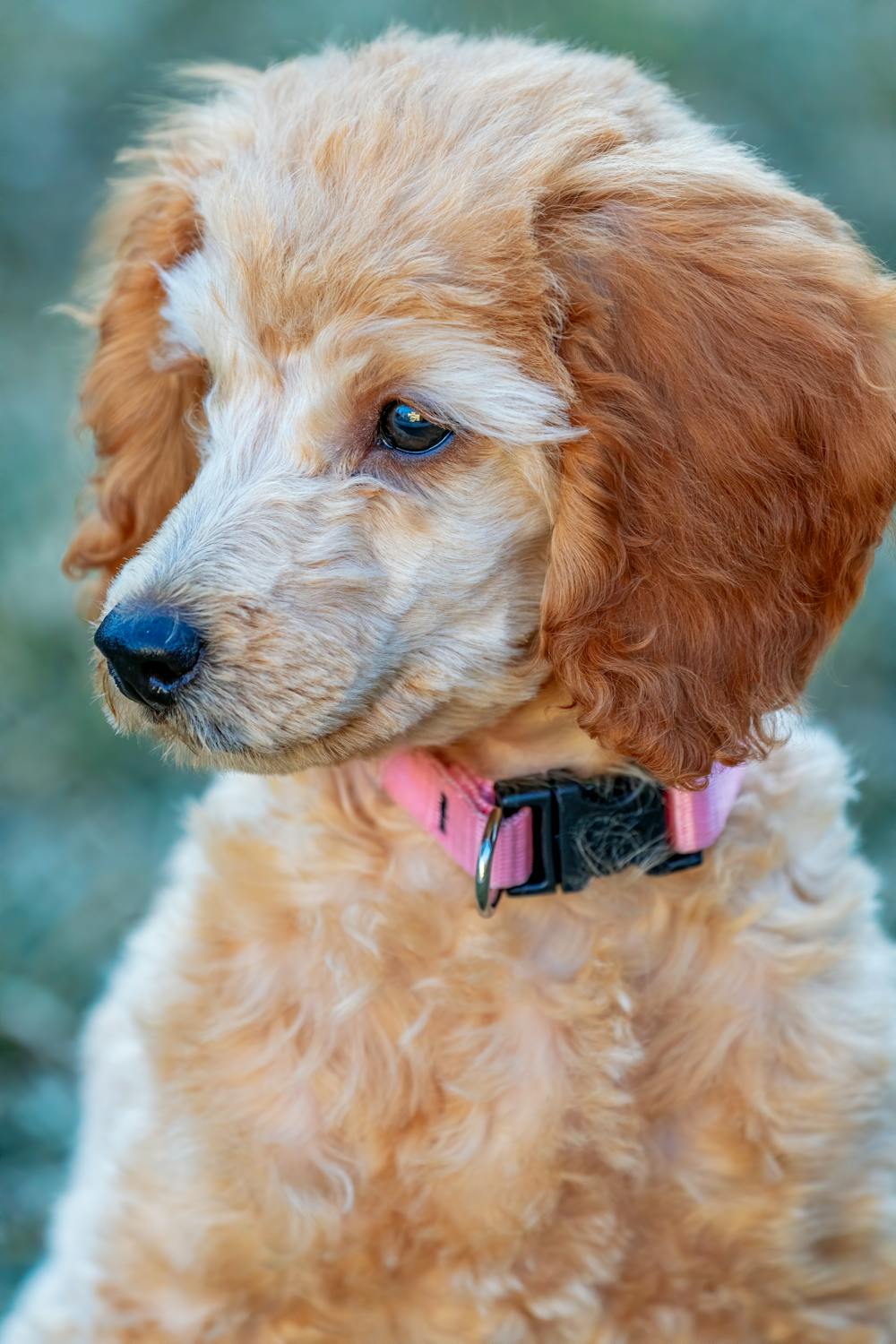 poodle nose