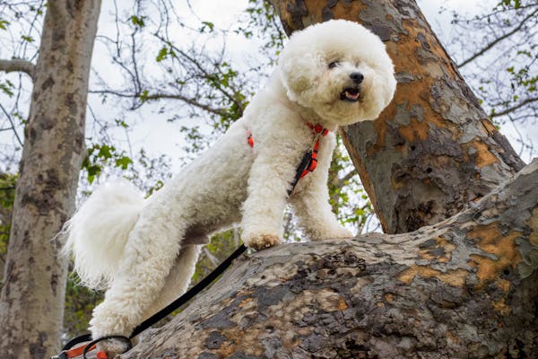 poodle on tree