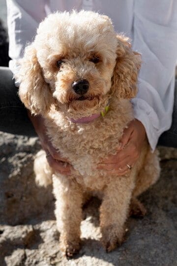 poodle picture