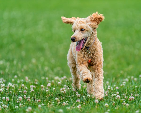 poodle running