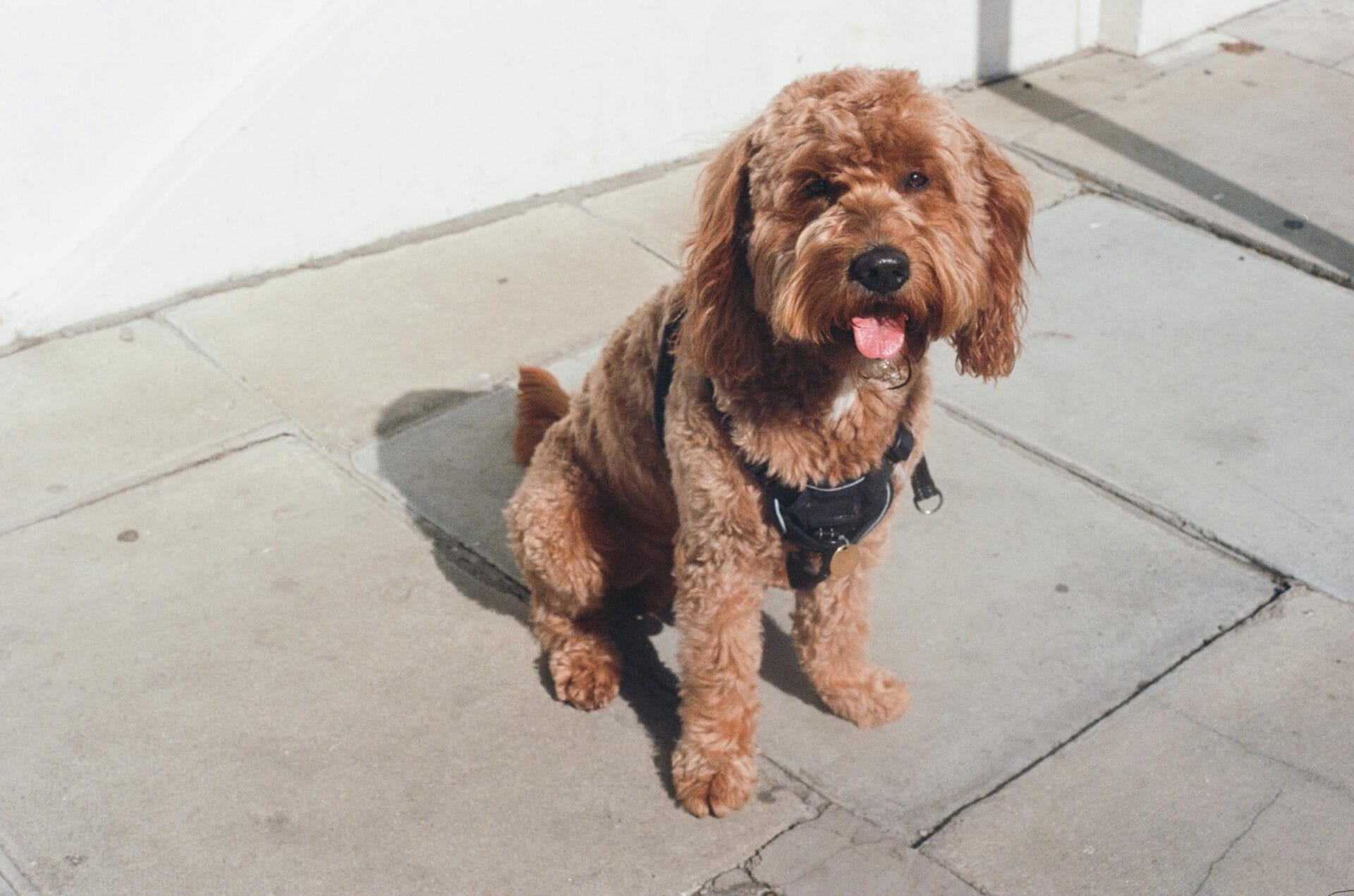 poodle sitting