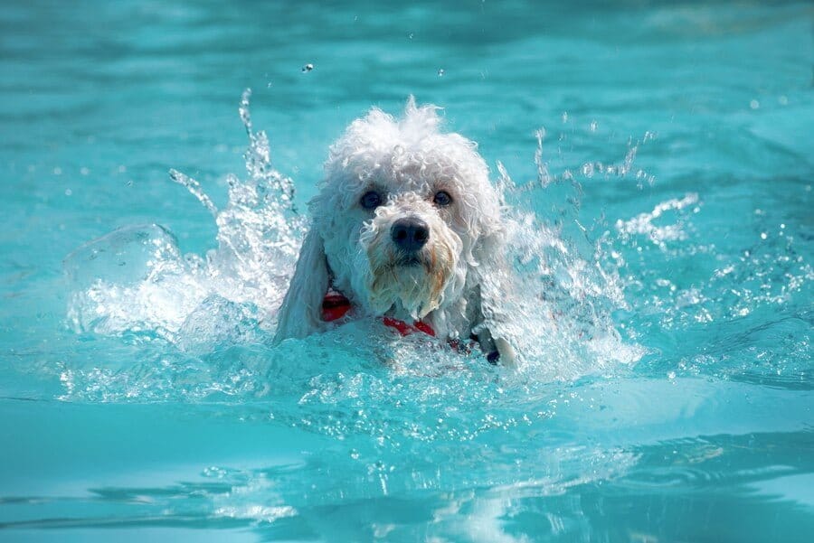 poodle-swimming