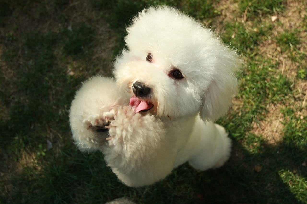 poodle training