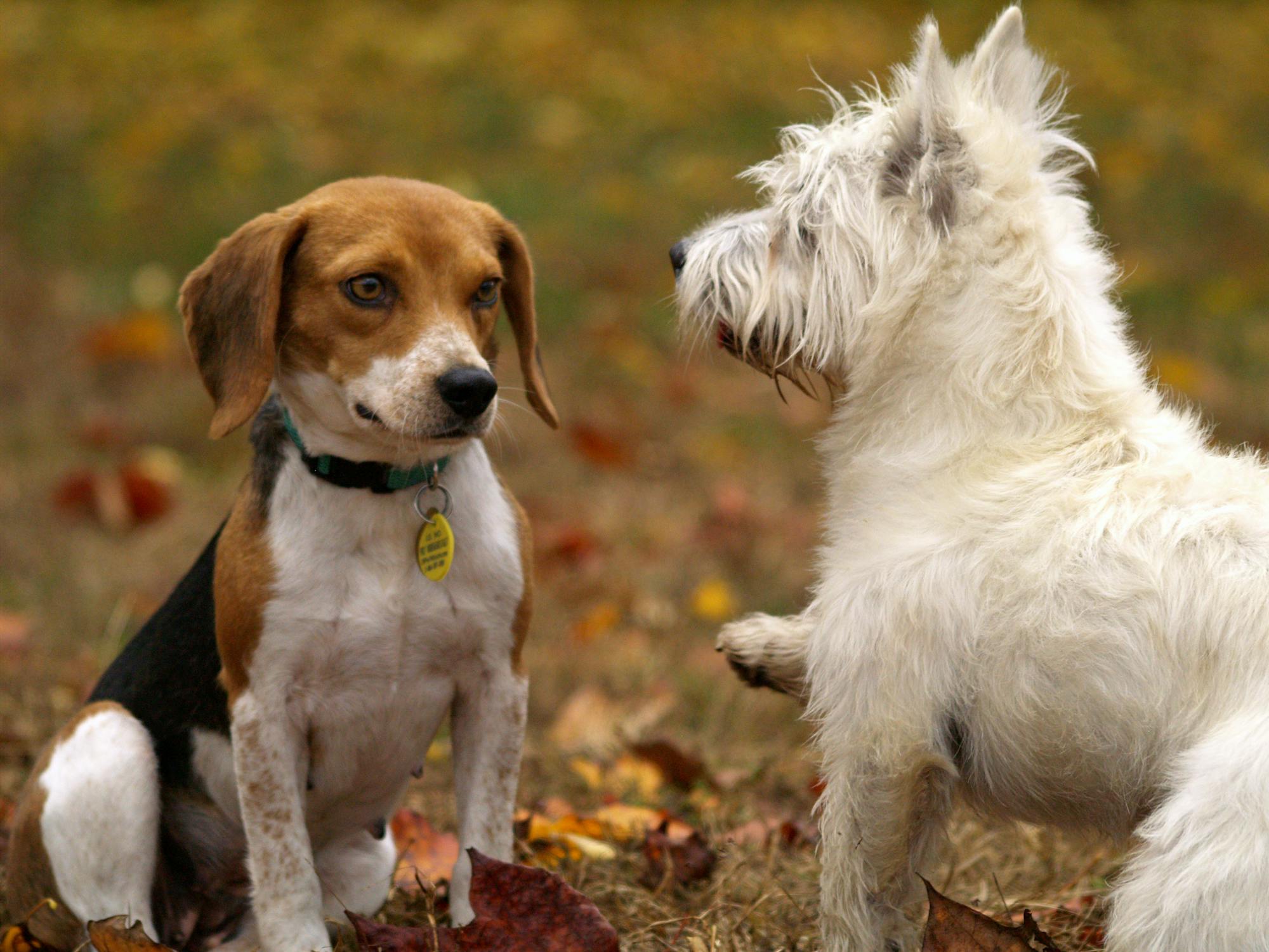 poodle and other breeds