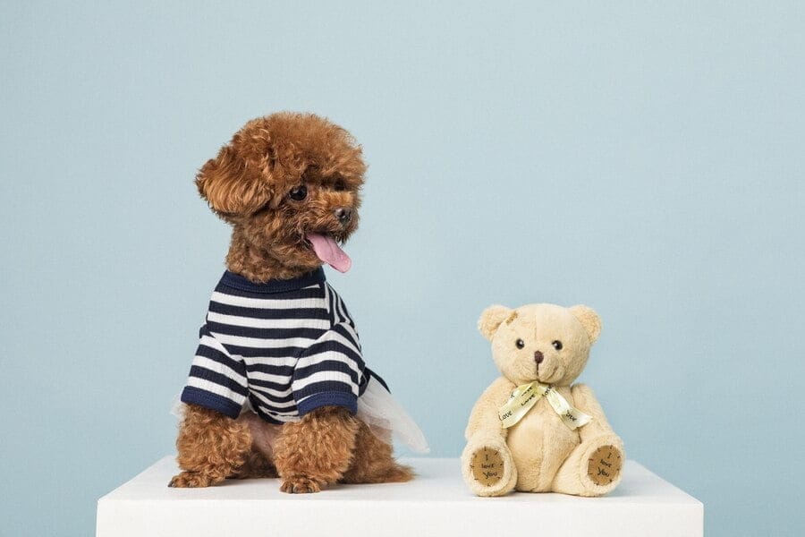 poodle with teddy