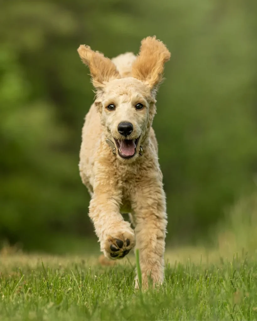 poodle-zoomies