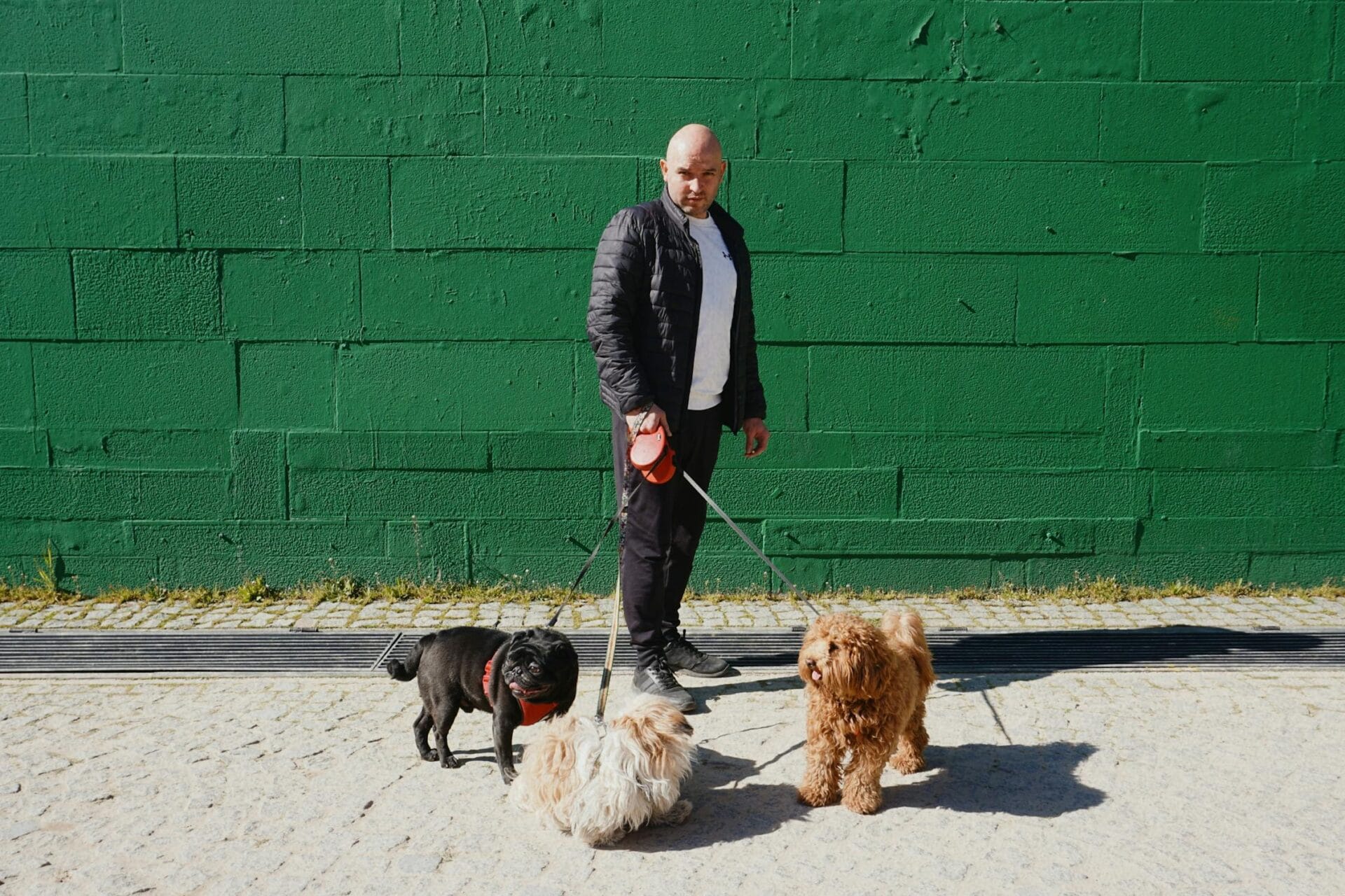 poodles in police