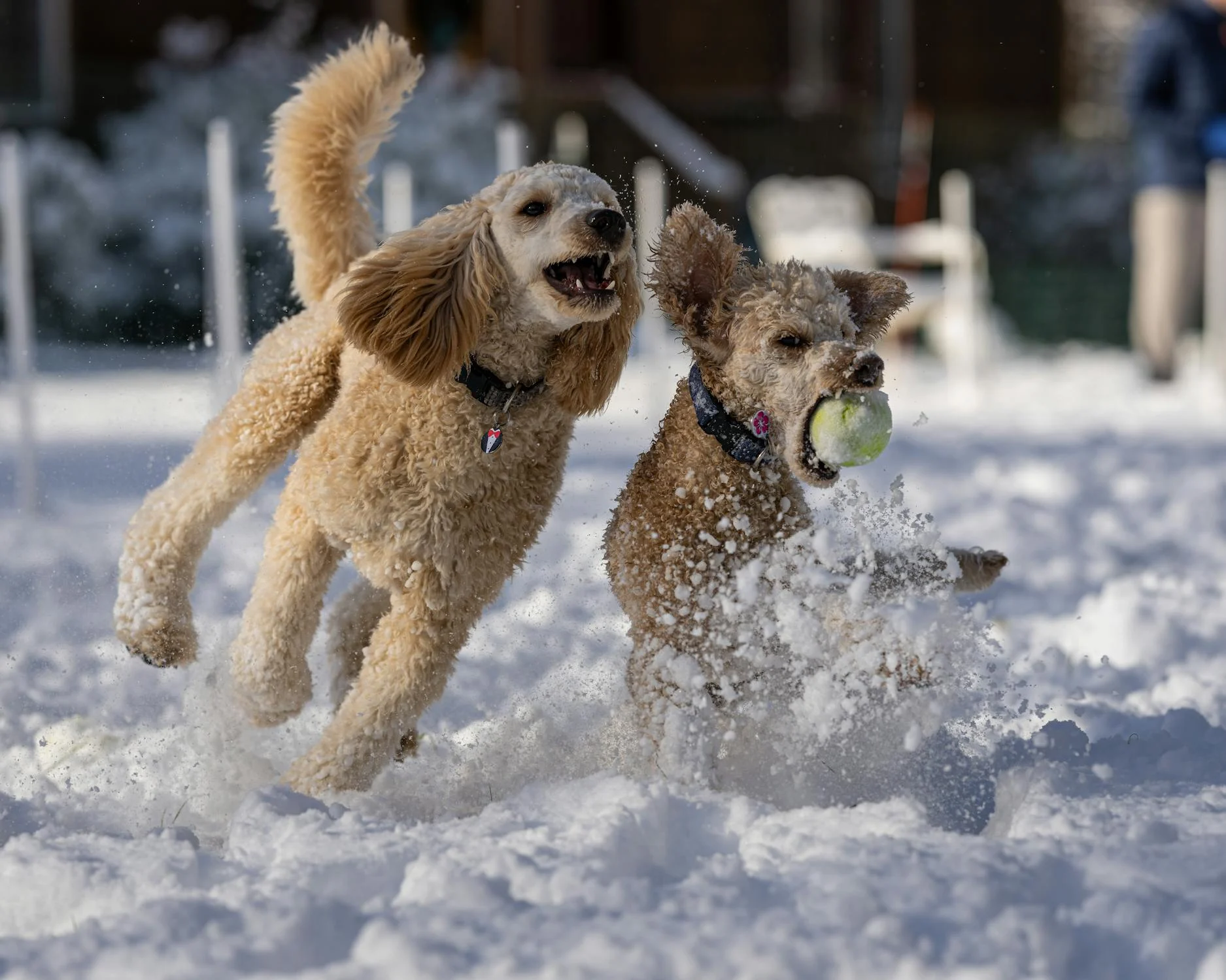 poodles