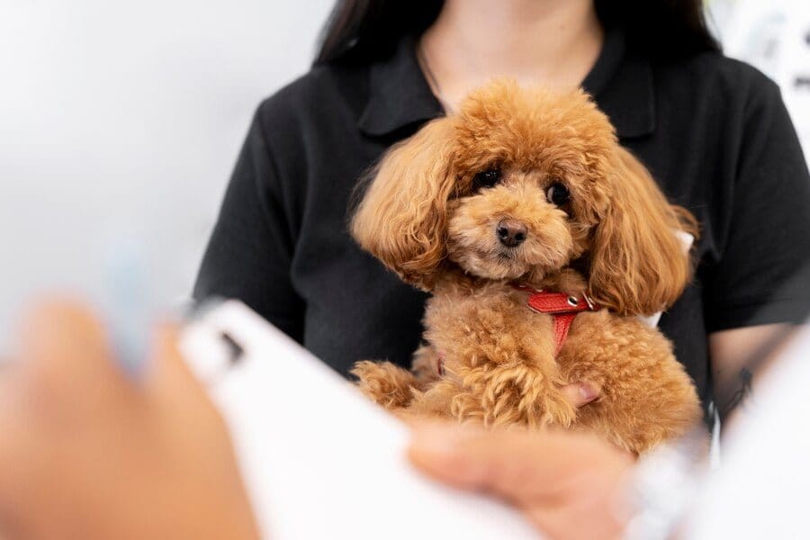sick poodle