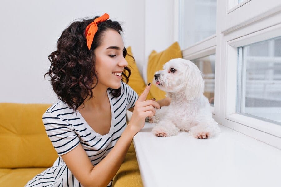 poodle biting