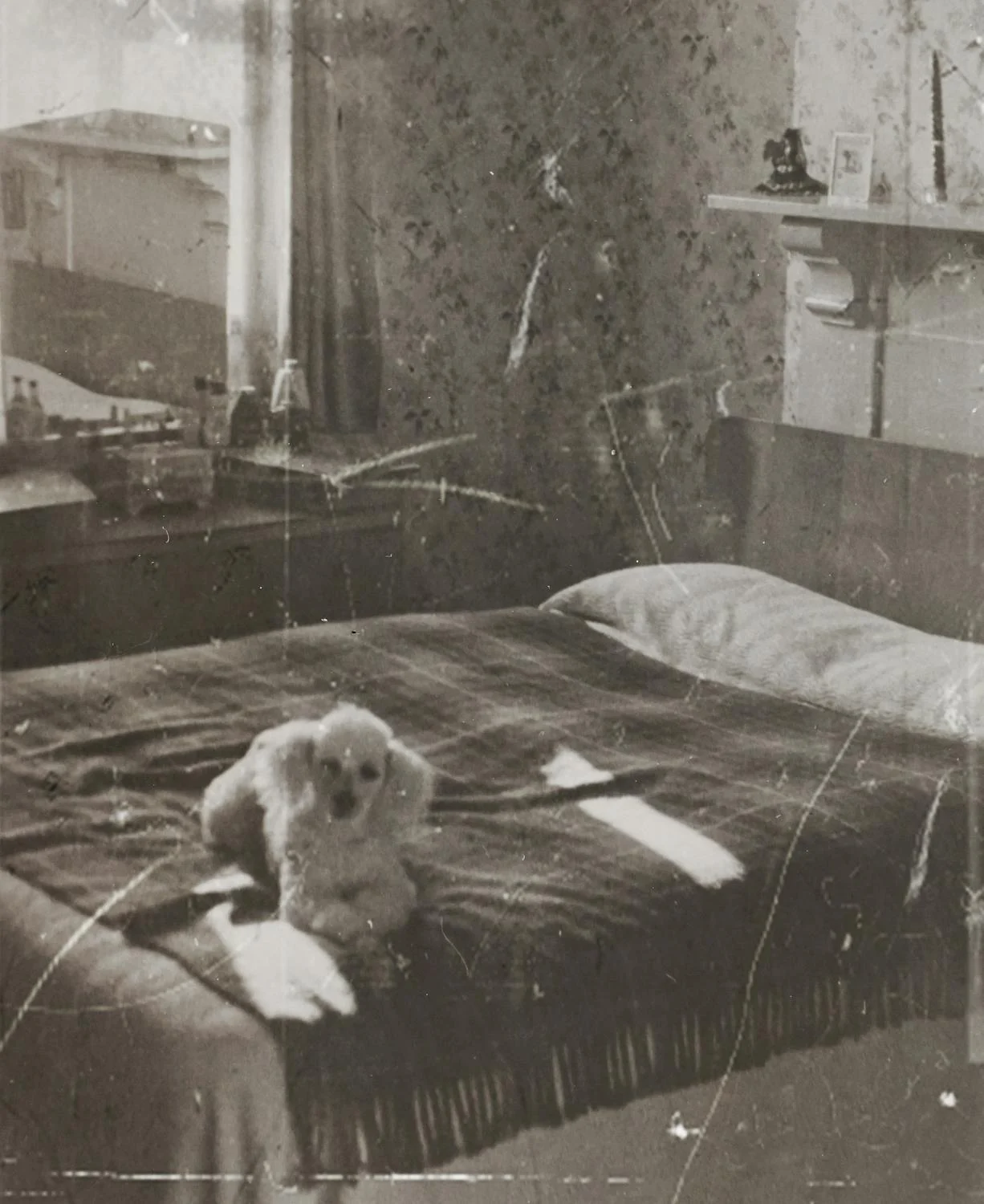 territorial poodles